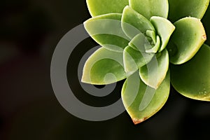 Succulent macro - succulent background