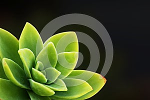 Succulent macro - succulent background