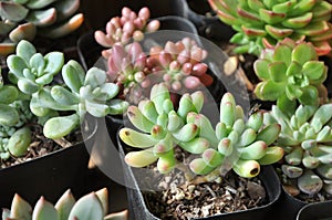 Succulent meaty plant