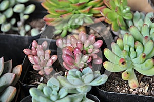 Succulent meaty plant