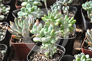 Succulent meaty plant