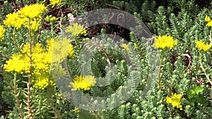 Succulent orpin (lot.Sedum) with yellow blossom. Exotic plant