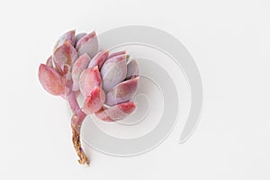 Succulent Pachyveria Draco houseplant colorful pink flower rosette on white background