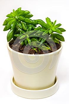 Succulent Peperomia dolabriformis in yellow pot. White background islated.
