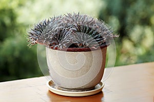 The succulent pland in the pot on the wooden bar lat. haworthia attenuata.