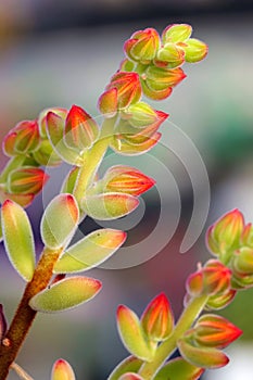 Succulent plant