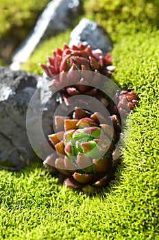 Succulent plant