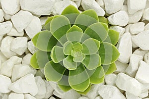 Succulent plant