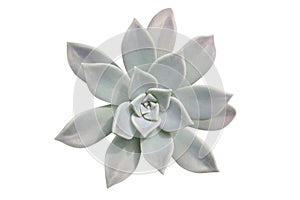 Succulent plant