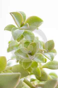 Succulent plant