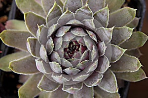 Succulent plant