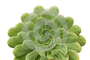 Succulent plant