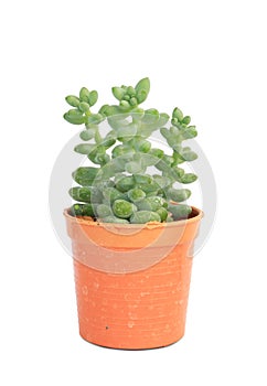 Succulent plant