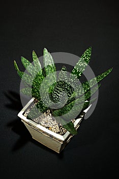 A succulent plant