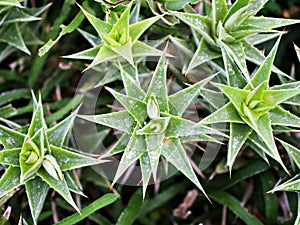 Succulent plant Abromeitiella brevifolia Giromagi Cactus