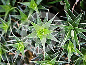 Succulent plant Abromeitiella brevifolia Giromagi Cactus