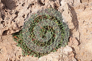 Succulent plant in Aquilaria - the Punic stone pits in Tunisia