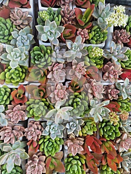 Succulent plant in bottle