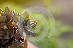 Succulent plant in the brown pot with blurred garden background