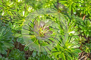 Succulent plant bushes in the soil of the greenhouse on a sunny day