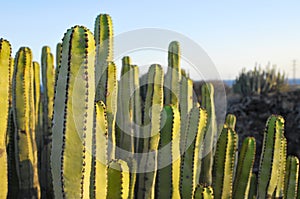 Succulent Plant Cactus on the Dry Desert