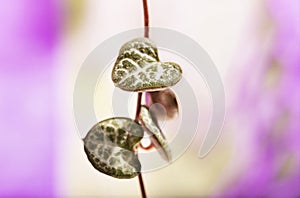 Succulent plant ceropegia woodii