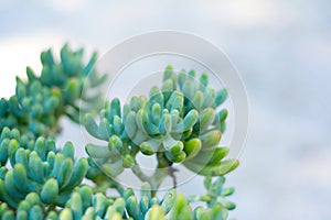 Succulent plant Close-up