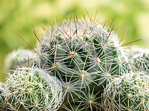 Succulent plant close up Cactus species Mammillaria gracilis
