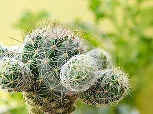 Succulent plant close up Cactus species Mammillaria gracilis photo