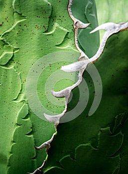 Succulent plant close-up, fresh leaves detail of Agave titanota Gentry