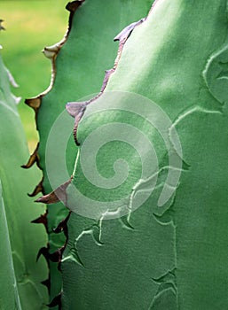 Succulent plant close-up, fresh leaves detail of Agave titanota Gentry