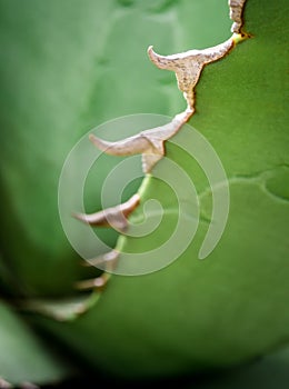 Succulent plant close-up, fresh leaves detail of Agave titanota Gentry