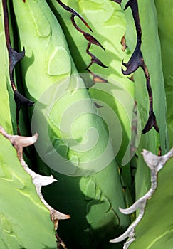 Succulent plant close-up, fresh leaves detail of Agave titanota Gentry