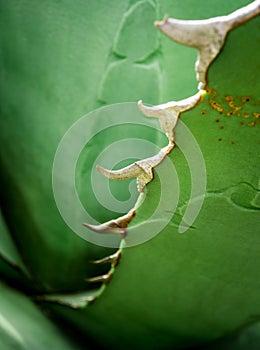 Succulent plant close-up, fresh leaves detail of Agave titanota Gentry