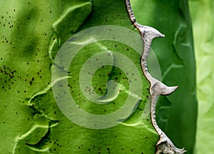 Succulent plant close-up, fresh leaves detail of Agave titanota Gentry