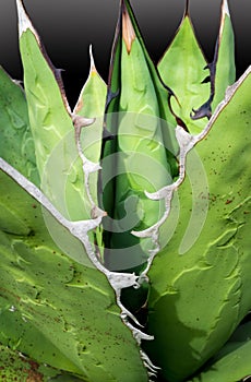 Succulent plant close-up, fresh leaves detail of Agave titanota Gentry