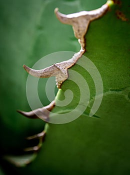 Succulent plant close-up, fresh leaves detail of Agave titanota Gentry