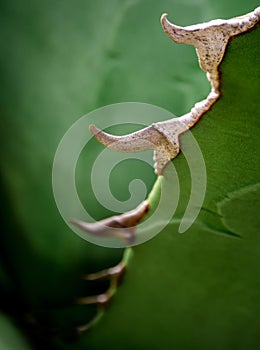 Succulent plant close-up, fresh leaves detail of Agave titanota Gentry