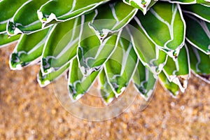 Succulent plant close-up, fresh leaves detail of Agave victoriae reginae