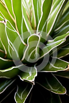 Succulent plant close-up, fresh leaves detail of Agave victoriae reginae