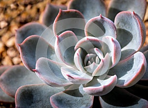 Succulent plant close up fresh leaves detail of Echeveria peacock