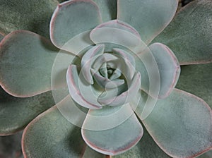 Succulent plant close up fresh leaves detail of Echeveria peacockii Subsessilis