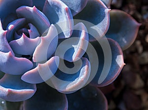 Succulent plant close up fresh leaves detail of Echeveria peacockii Subsessilis