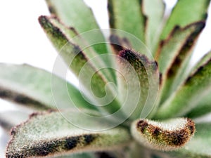 Succulent plant close-up, fresh leaves detail of Kalanchoe tomentosa