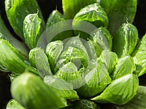 Succulent plant close-up, leaves texture of Haworthia Cooperi