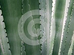 Succulent plant close-up, thorn and detail on leaves of Agave plant