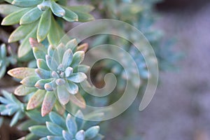 Succulent plant Close-up