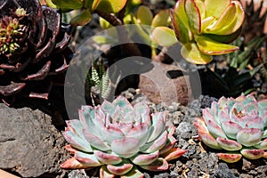 Succulent plant closeup - mini plants macro in garden