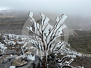 A succulent plant covered with ice in Teide National Park, Tenerife, Canary Islands, Spain