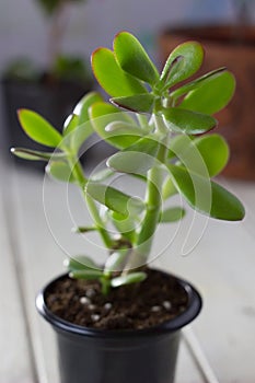 The succulent plant Crassula ovata known as Jade Plant or Money Plant in black pot.